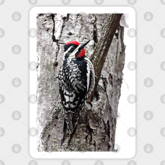 Yellow-bellied Sapsucker Sticker by Jim Cumming